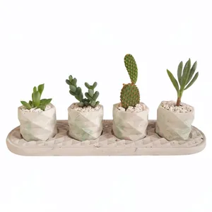  گیاه طبیعی مدل کاکتوس و ساکولنت مجموعه 5 عددی