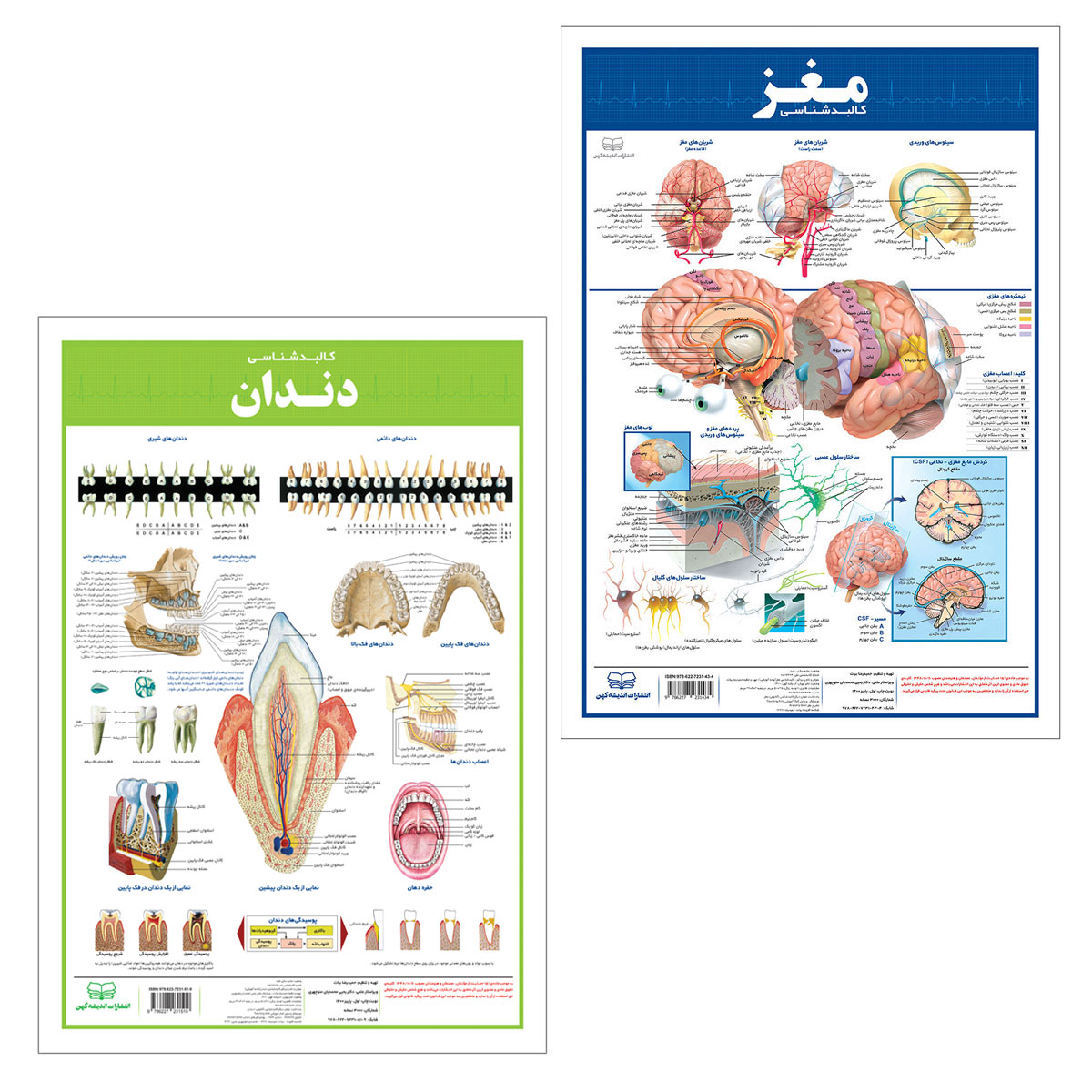 پوستر آموزشی انتشارات اندیشه کهن مدل کالبدشناسی دندان و مغز مجموعه 2 عددی