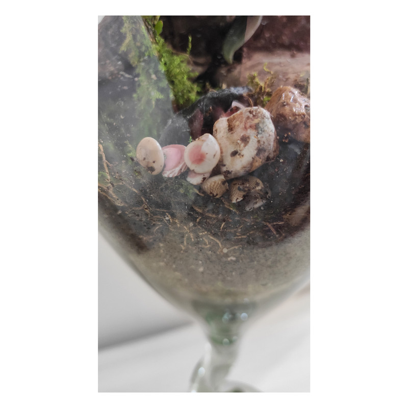 تراریوم گیاه طبیعی کد TRM-jamPB