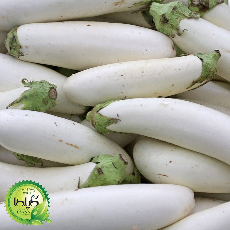 بذر بادمجان سفید گیلدا کد 452