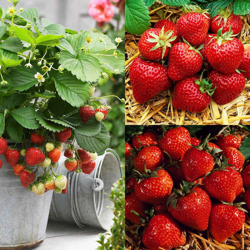 بذر توت فرنگی کاماروسا وانیا سید مدل H21 بذر توت فرنگی کاماروسا وانیا سید مدل H21