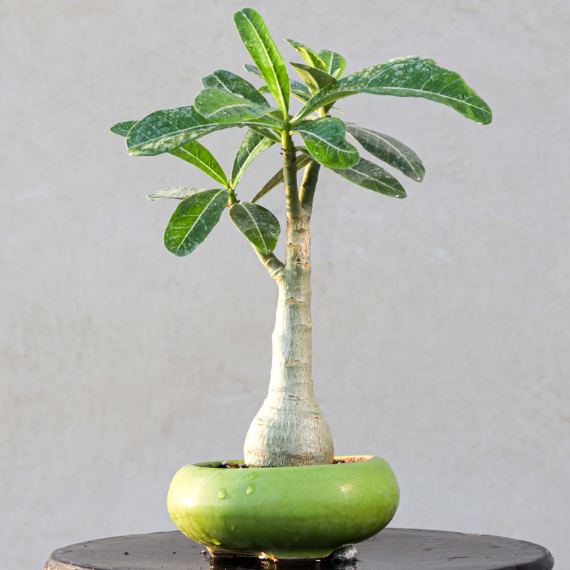 گیاه طبیعی بونسای آدنیوم مدل عربیکم