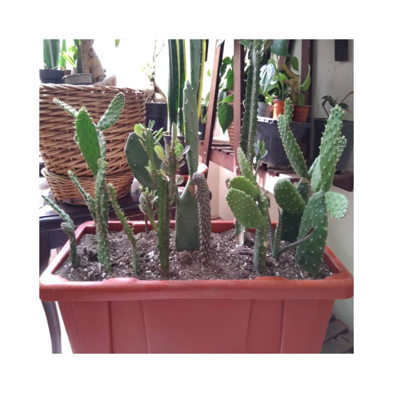 گیاه طبیعی افوربیا و اپونتیا مدل جنگل کاکتوس کد 0114