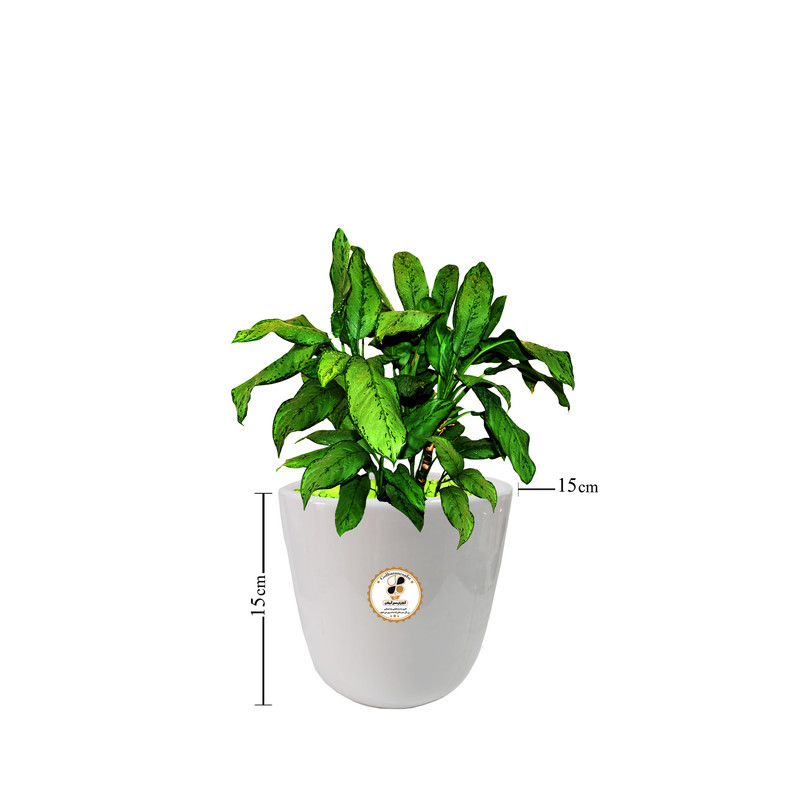 گیاه طبیعی آگلونما سبز شرکت گلباران سبز گیلان مدل GN13-9S