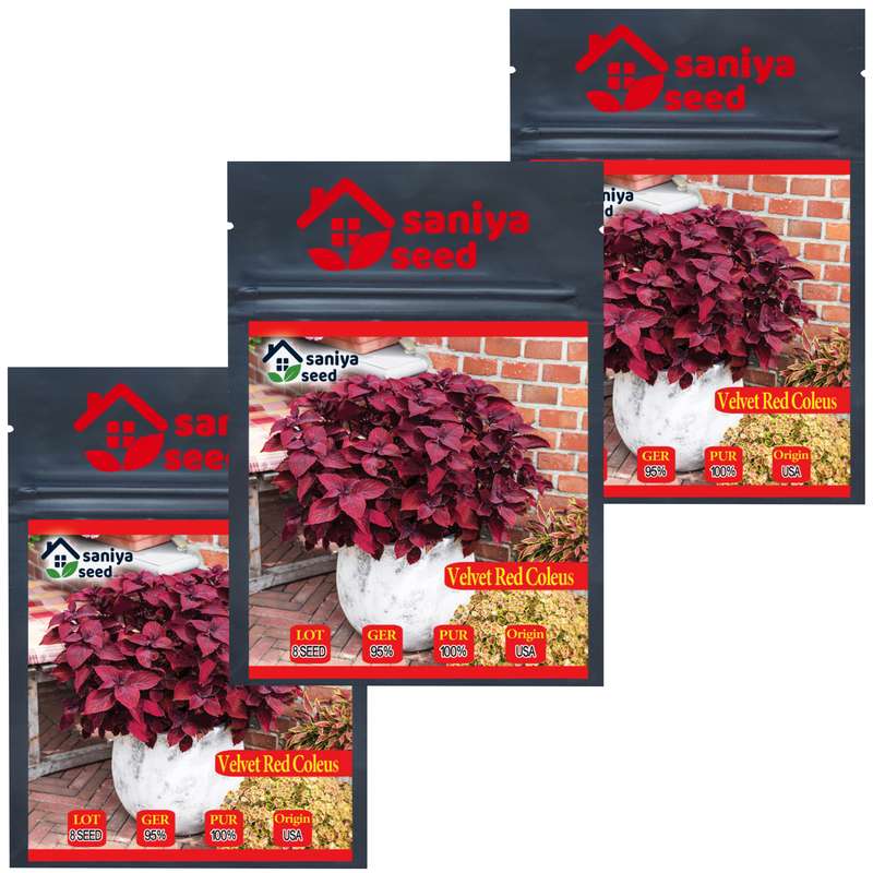 بذر گل حسن یوسف واولت رد سانیا سید مدل H9 مجموعه 3 عددی