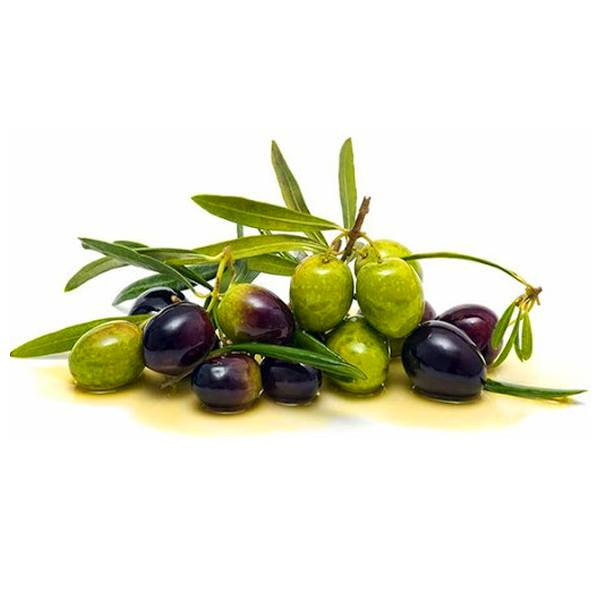 زیتون چین مدل z40 زیتون چین مدل z40