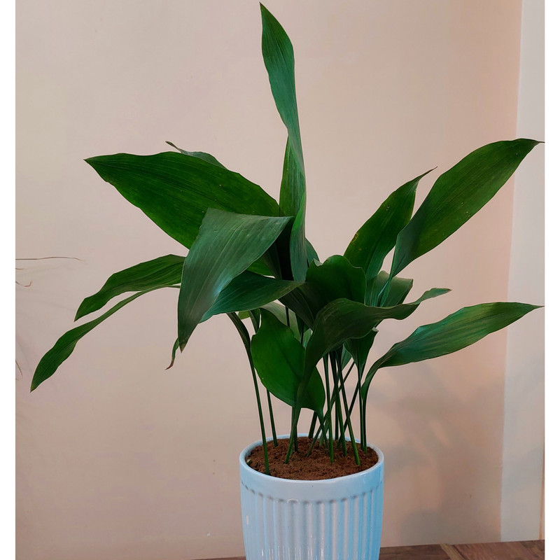 گیاه طبیعی برگ عبایی مدل F-05 گیاه طبیعی برگ عبایی مدل F-05