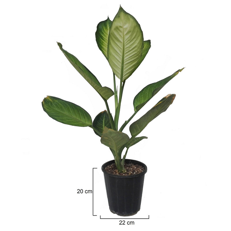 گل طبیعی دیفن کاملیا کد 108