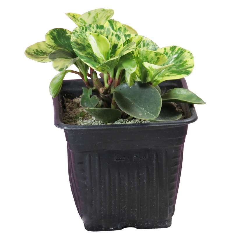 گیاه طبیعی قاشقی کد92- AS