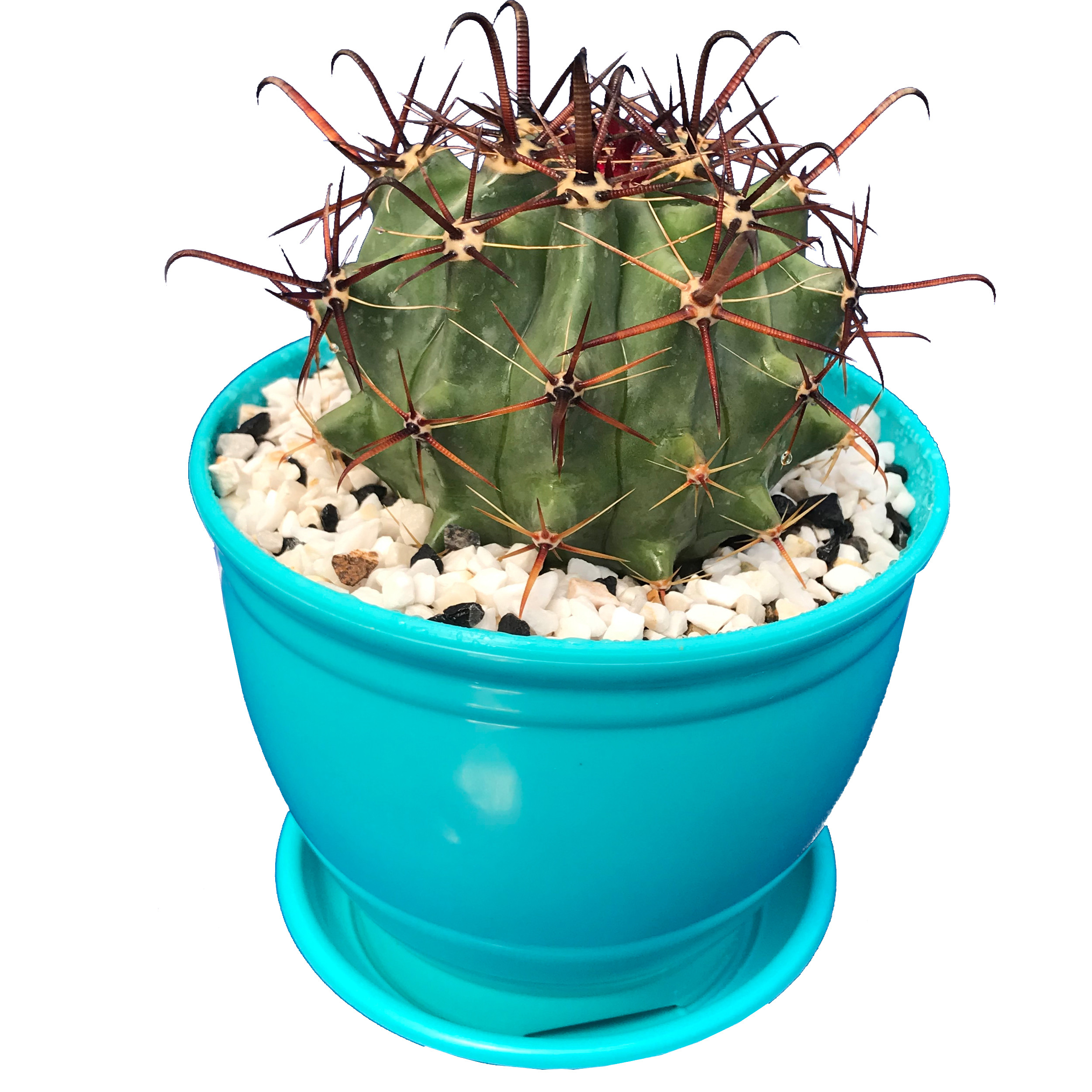 گیاه طبیعی کاکتوس فروهررا مدل FH-9 گیاه طبیعی کاکتوس فروهررا مدل FH-9