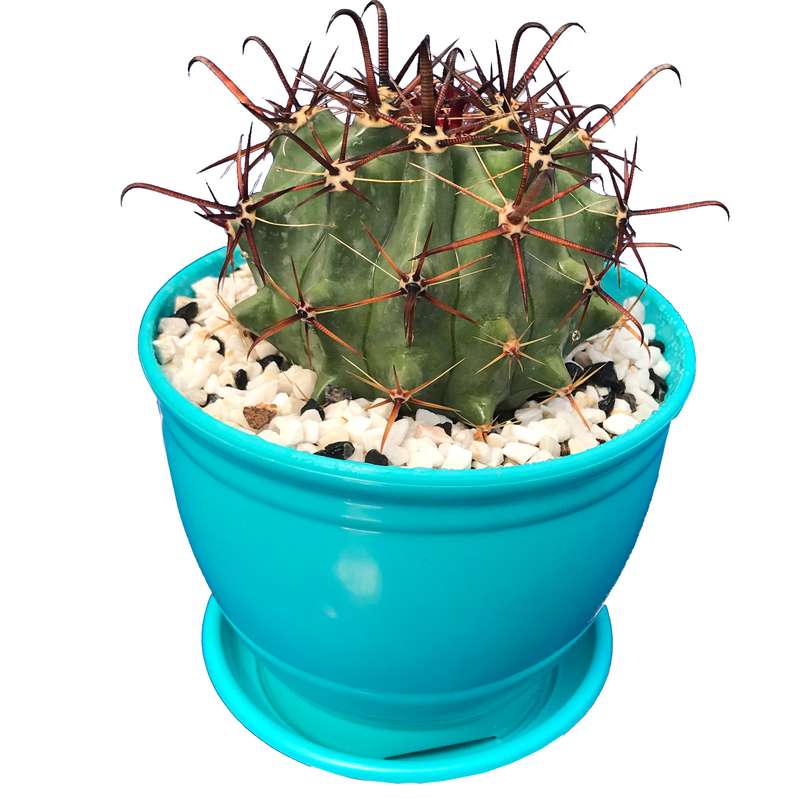 گیاه طبیعی کاکتوس فروهررا مدل FH-9 گیاه طبیعی کاکتوس فروهررا مدل FH-9