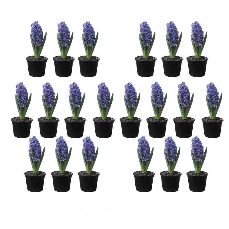 گل طبیعی سنبل بنفش کد 02 مجموعه 20 عددی گل طبیعی سنبل بنفش کد 02 مجموعه 20 عددی