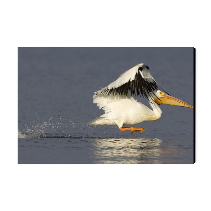 تابلو شاسی عرش مدل فانتزی پرنده زیبا کد As4767