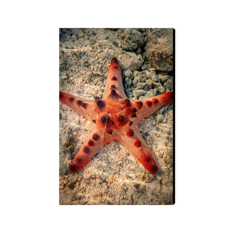 تابلو شاسی عرش مدل فانتزی ستاره دریایی کد As5138