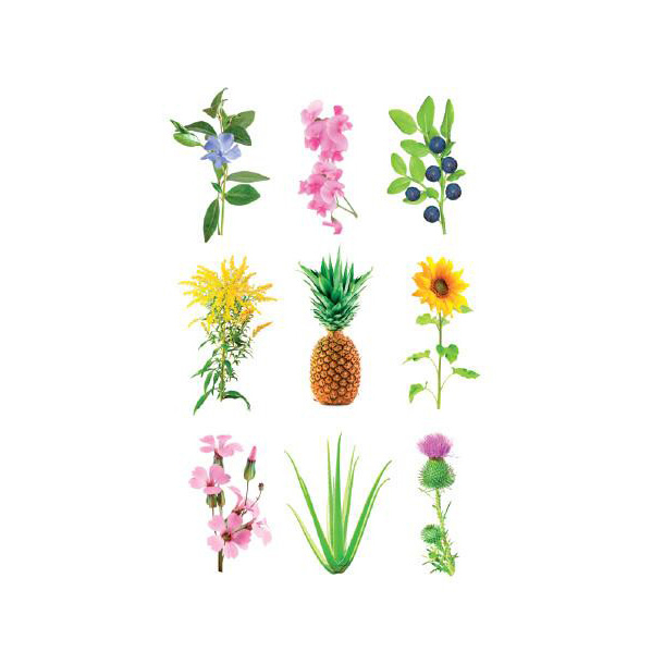 کپسول Experimental کلیک اند گرو مدل SHG319