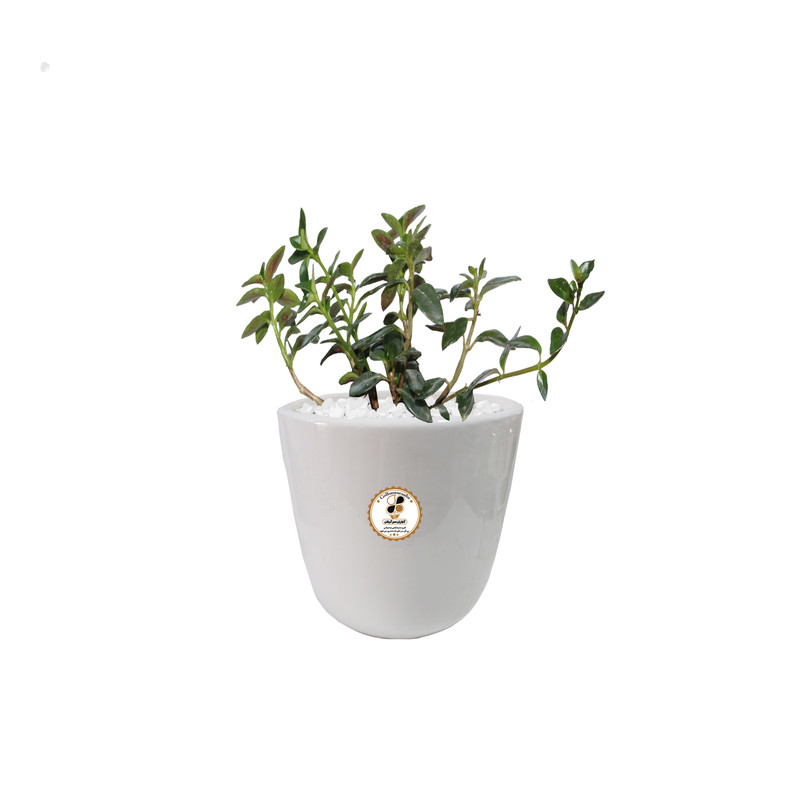 گیاه طبیعی نماتانتوس شرکت گلباران سبز گیلان مدل KN-S