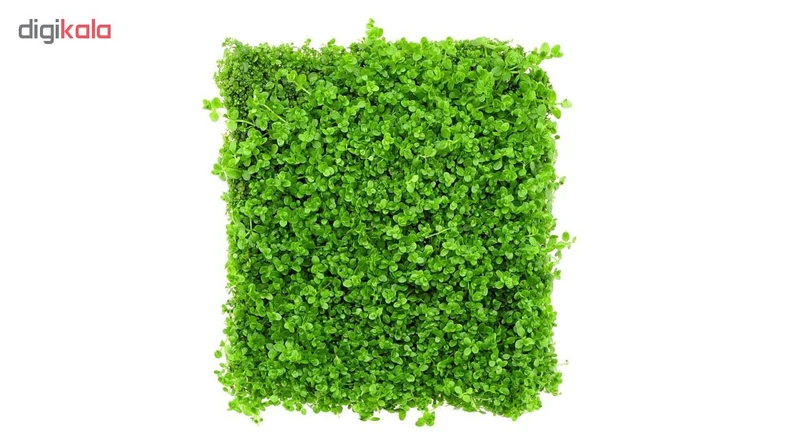 عکس شماره 3 : بذر پلنت آکواریوم مدل چمن ریز کوبایی