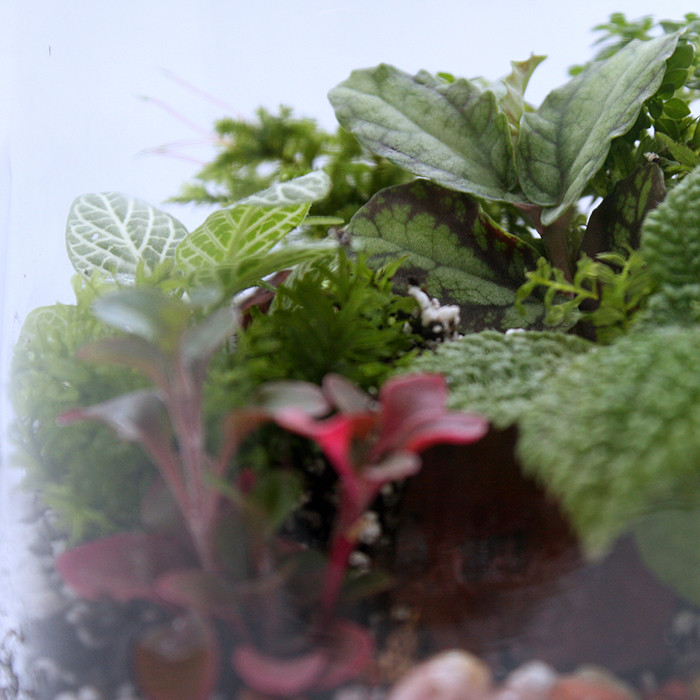 گیاه طبیعی تراريوم مدل شقايق کد t-sh-1