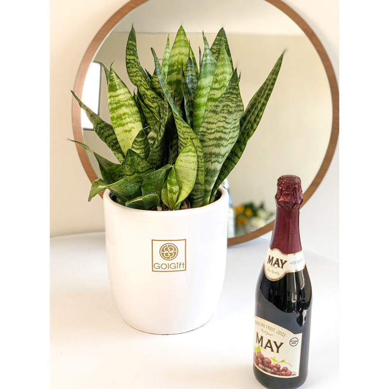 گیاه طبیعی سانسوریا کراواتی سبز گل گیفت کد GP002 گیاه طبیعی سانسوریا کراواتی سبز گل گیفت کد GP002