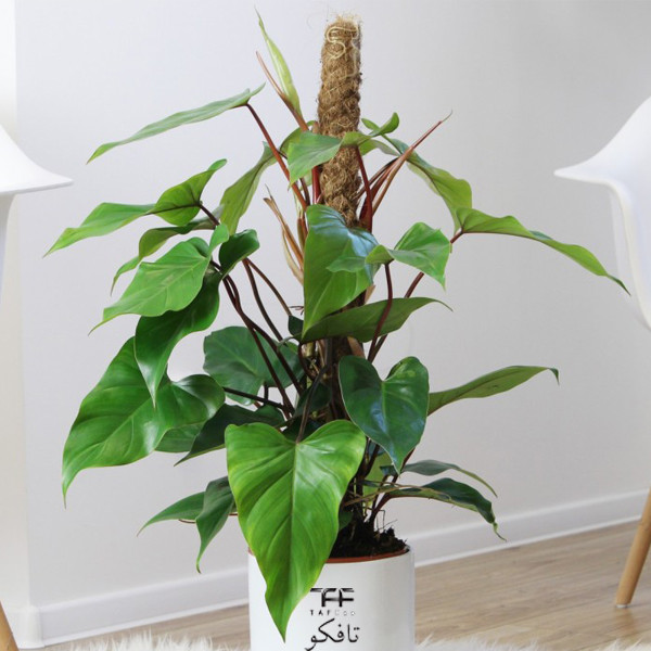 گل طبیعی فیلودندرون تافکو مدل گوش گرگی بالا رونده کد 2039