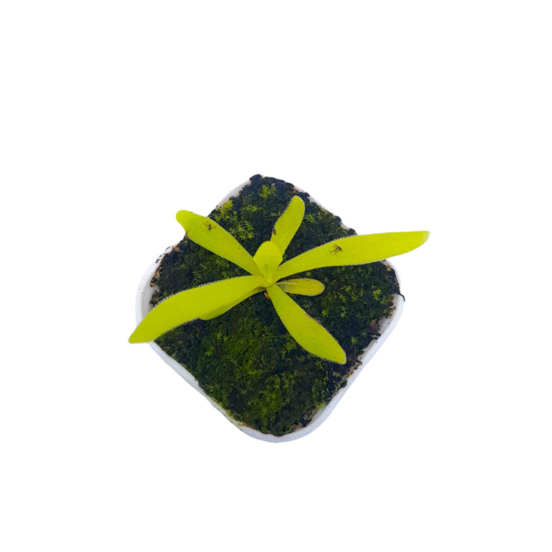 گیاه طبیعی پینگوییکولا مدل افرودیت حشره خوار کد 01 گیاه طبیعی پینگوییکولا مدل افرودیت حشره خوار کد 01