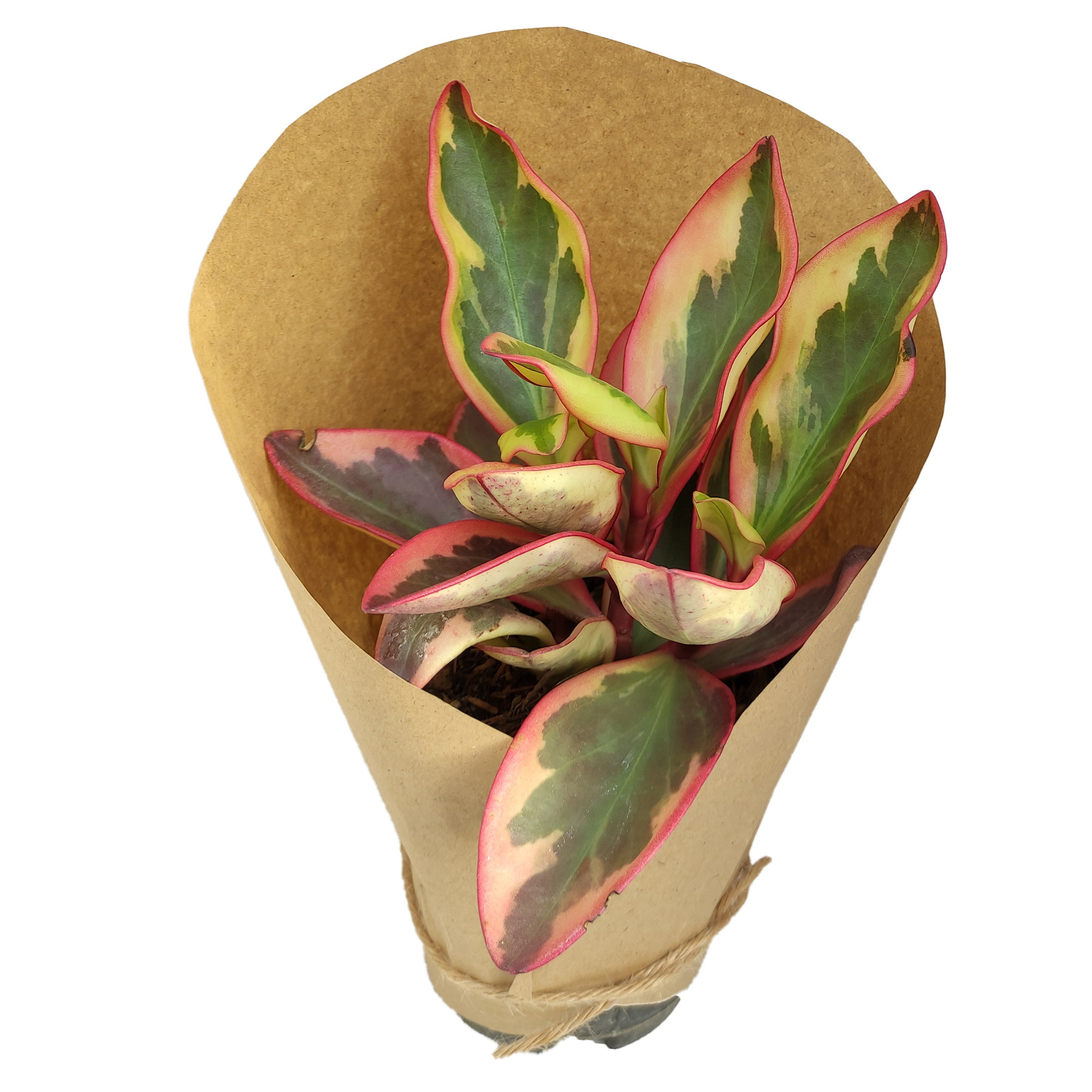 گیاه طبیعی قاشقی ابلق کد yt6 گیاه طبیعی قاشقی ابلق کد yt6