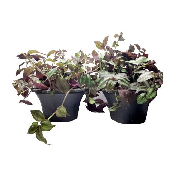 گیاه طبیعی برگ بیدی کد PB مجموعه 2 عددی