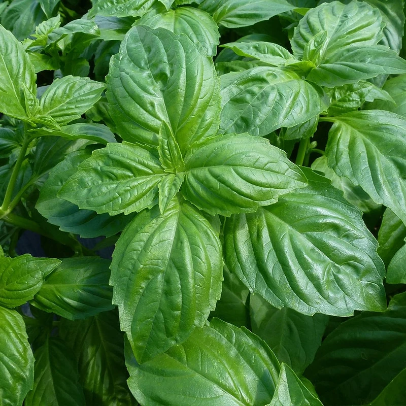 عکس شماره 5 : بذر ریحان سبز مدل bz18266