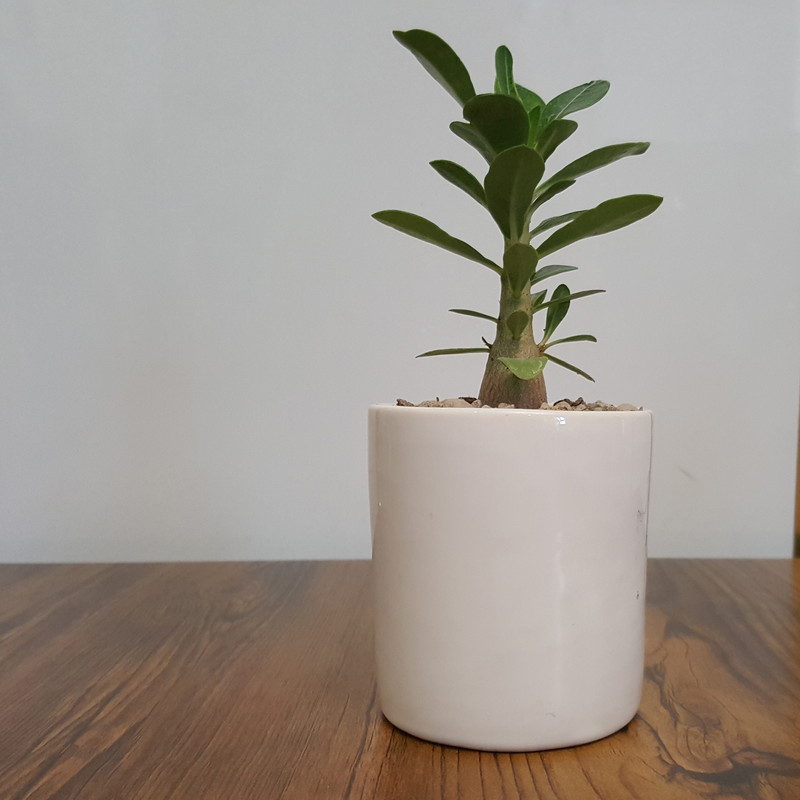 گیاه طبیعی آدنیوم کد 30