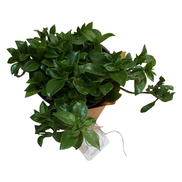 گیاه طبیعی ناز فرانسوی ناردونه کد M01