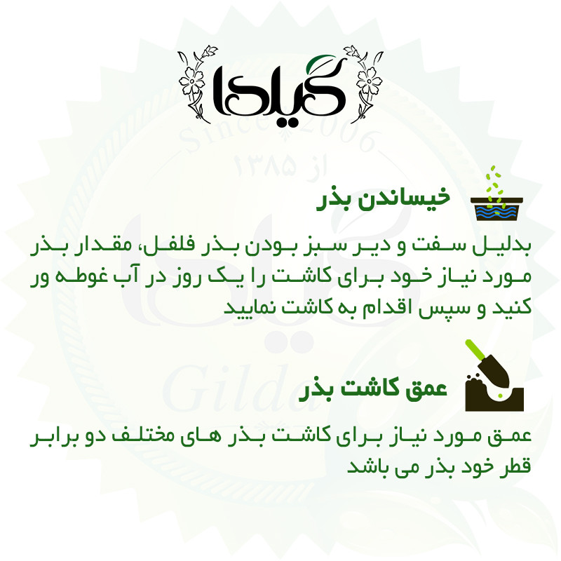 بذر فلفل تند سوزنی گیلدا کد 358