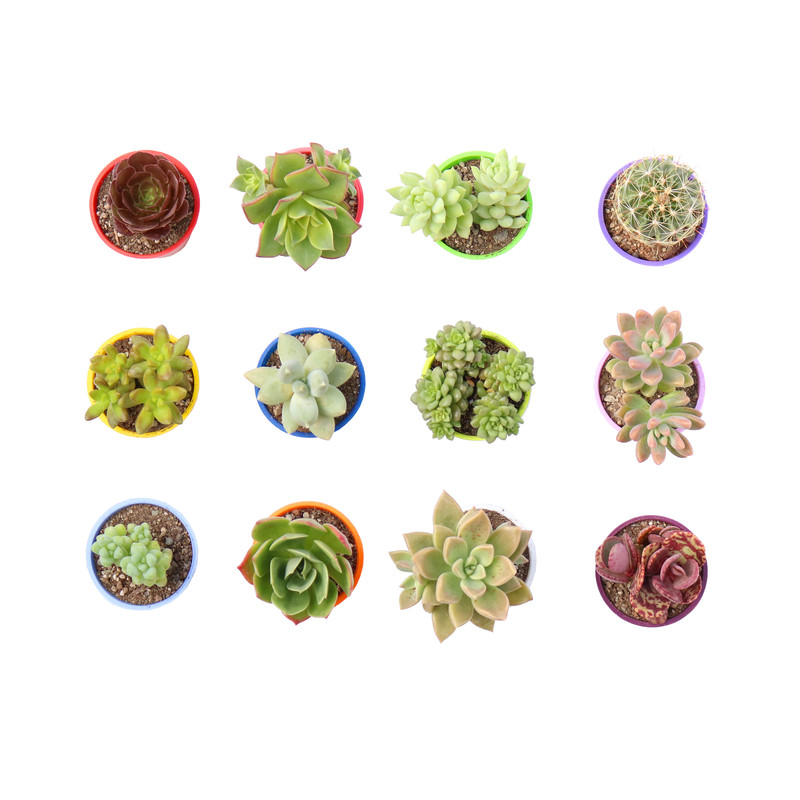 گیاه طبیعی کاکتوس و ساکولنت آیدین کاکتوس کد CB-029 مجموعه 12 عددی