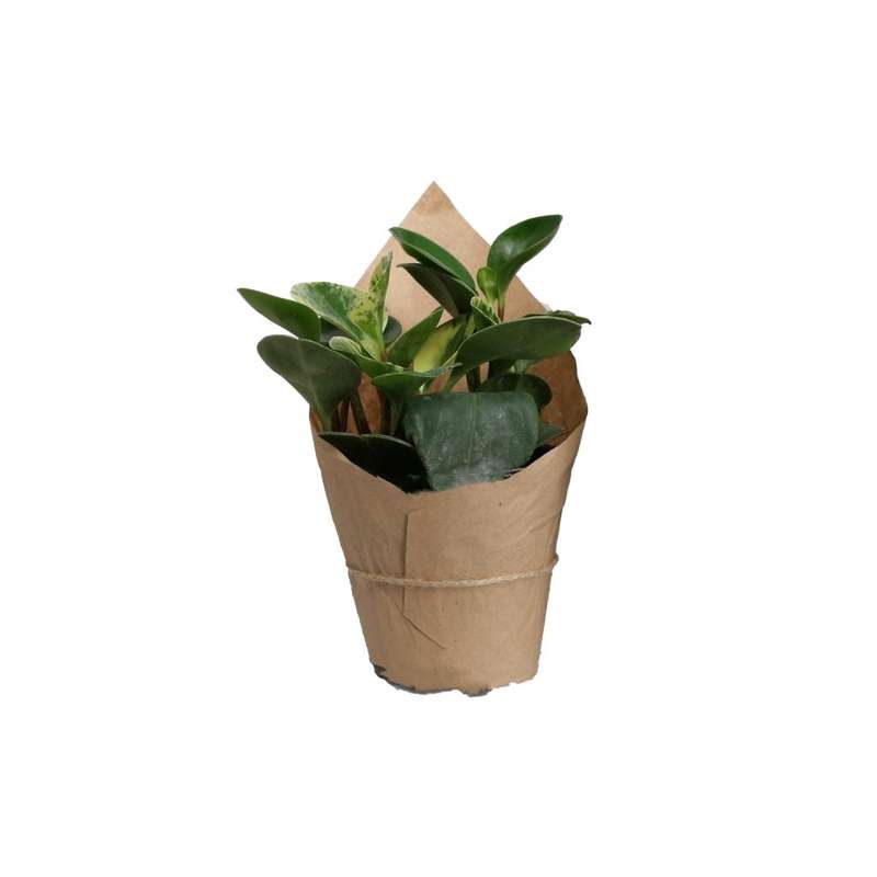 گیاه طبیعی قاشقی کد gs09 گیاه طبیعی قاشقی کد gs09