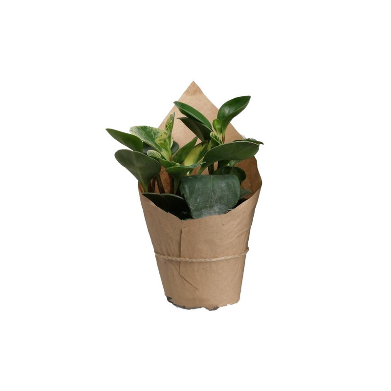 گیاه طبیعی قاشقی کد gs09 گیاه طبیعی قاشقی کد gs09