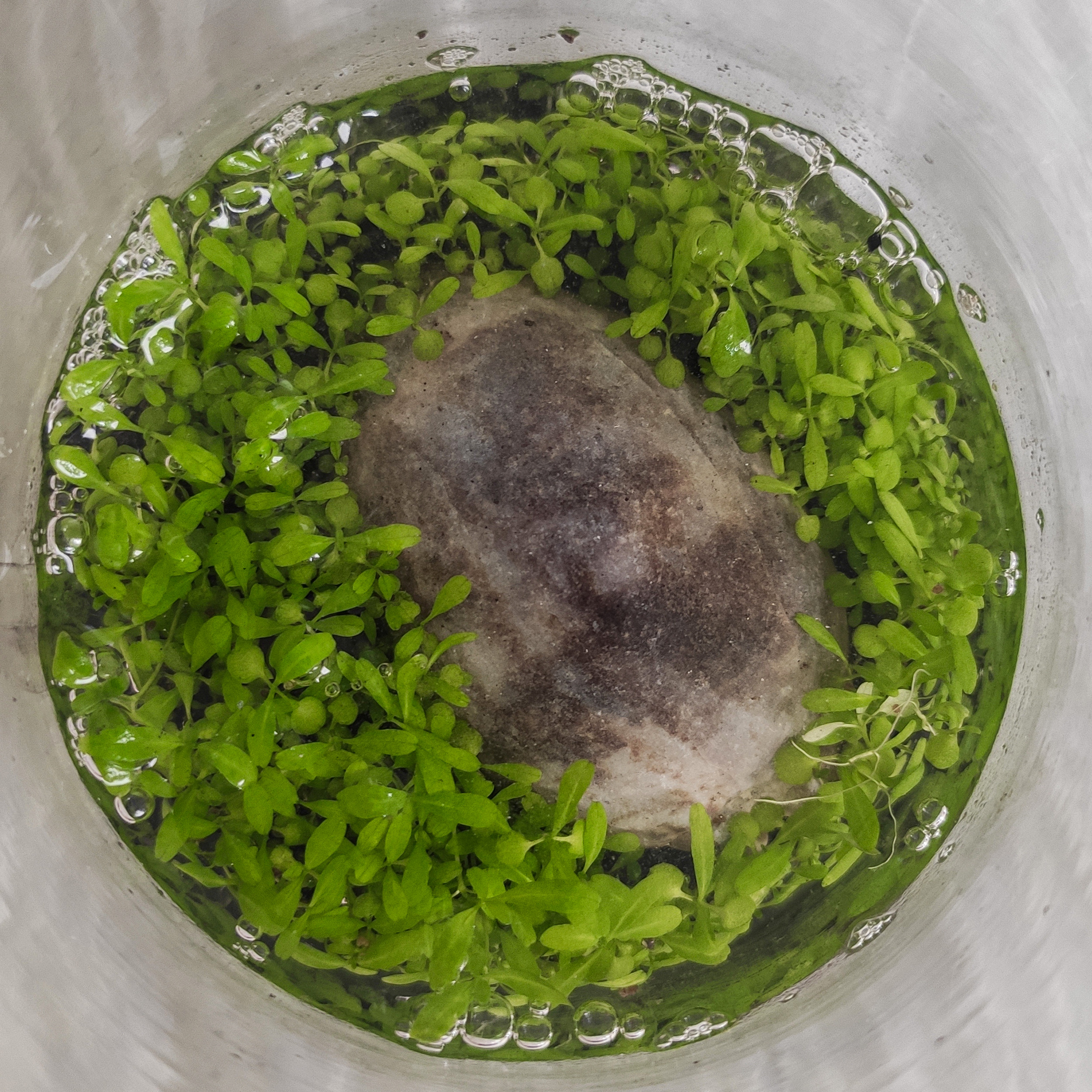 ویواریوم گیاه طبیعی کد viv-121 ویواریوم گیاه طبیعی کد viv-121