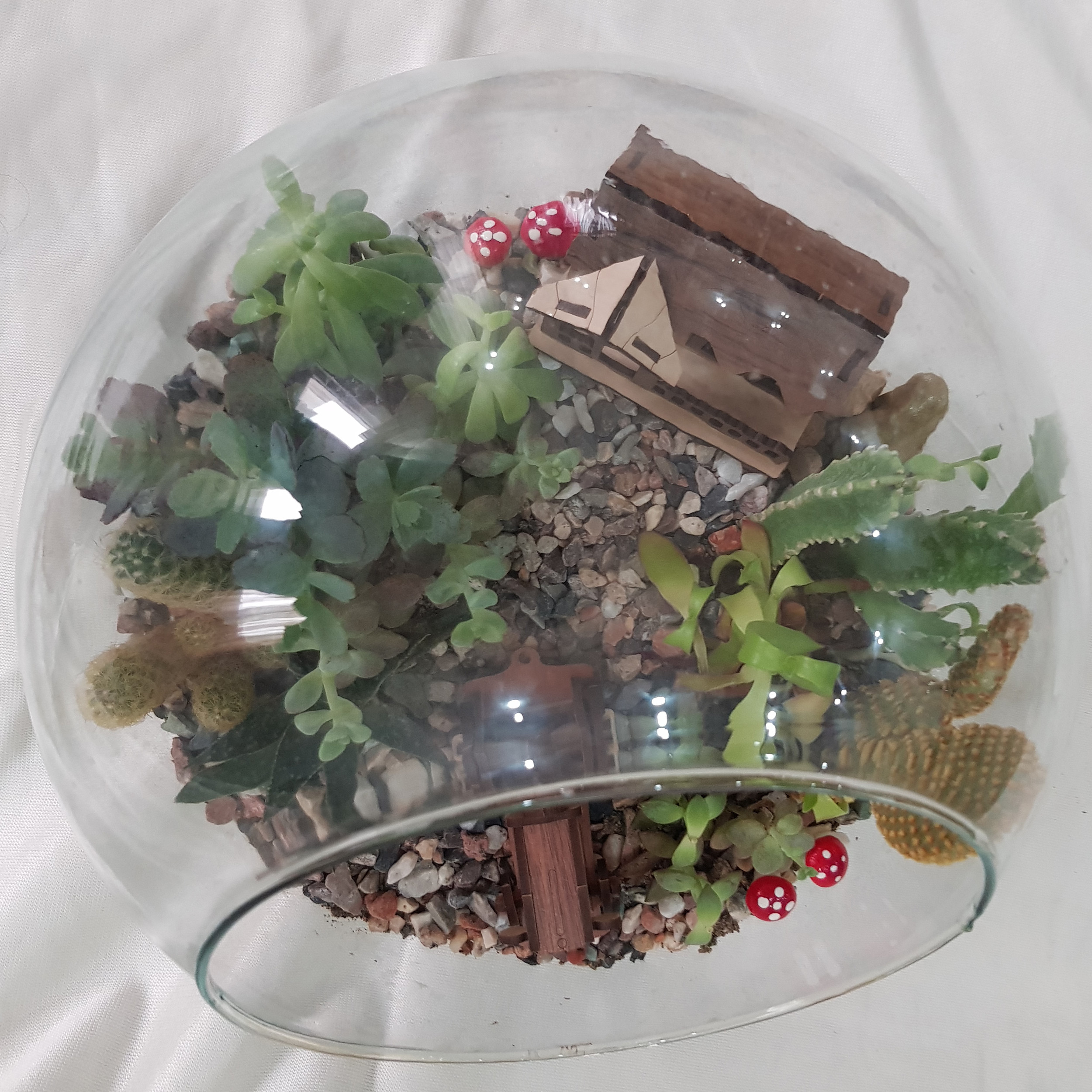 گیاه طبیعی تراریوم ساکولنت و کاکتوس مدل 128 گیاه طبیعی تراریوم ساکولنت و کاکتوس مدل 128