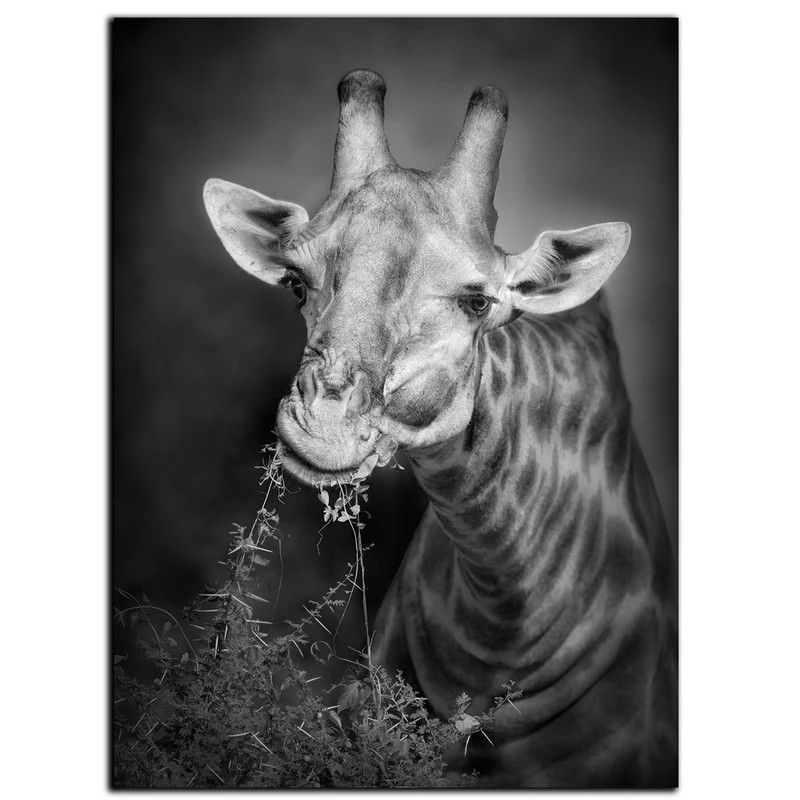 تابلو شاسی بکلیت طرح حیات وحش زرافه مدل SH-S456