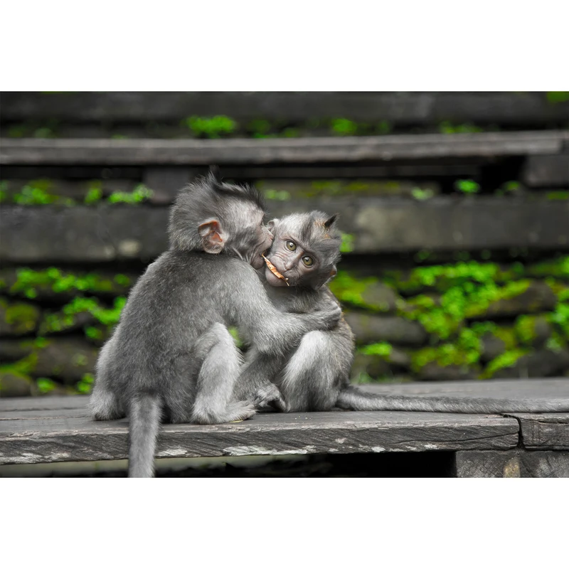 تابلو شاسی طرح میمون مدل T1714