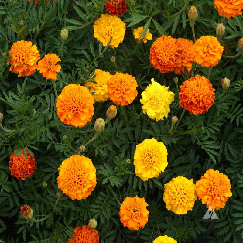 بذر گل جعفری پابلند الوان وانیا سید مدل O88