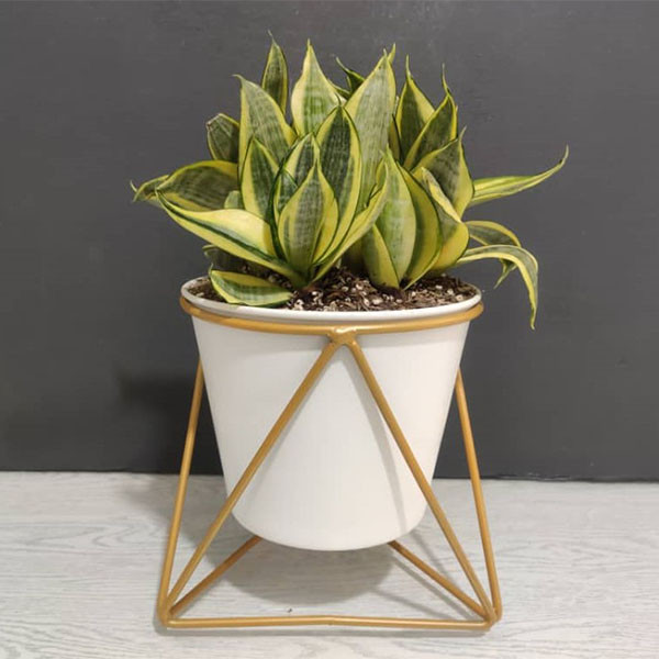 گیاه طبیعی سانسوریا مدل ابلق