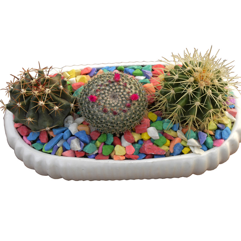 گیاه طبیعی کاکتوس مدل دیش گاردن کد 002