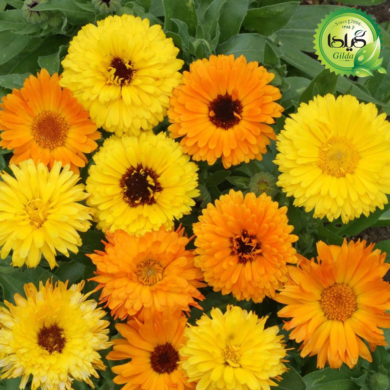 بذر گل های با رویش آسان گیلدا کد 093 مجموعه 10 عددی