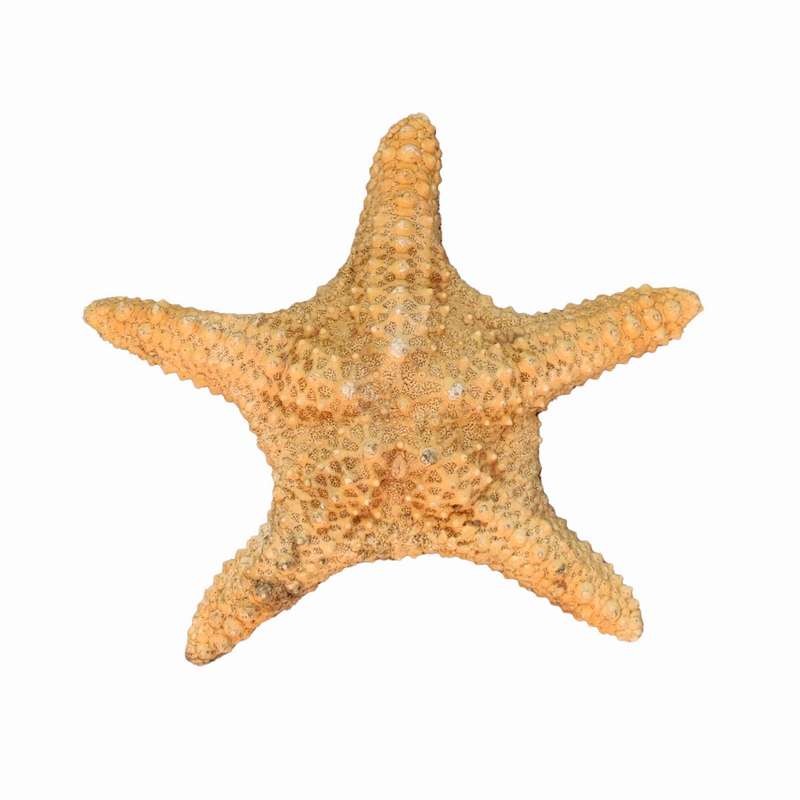 ستاره دریایی تزیینی مدل f2