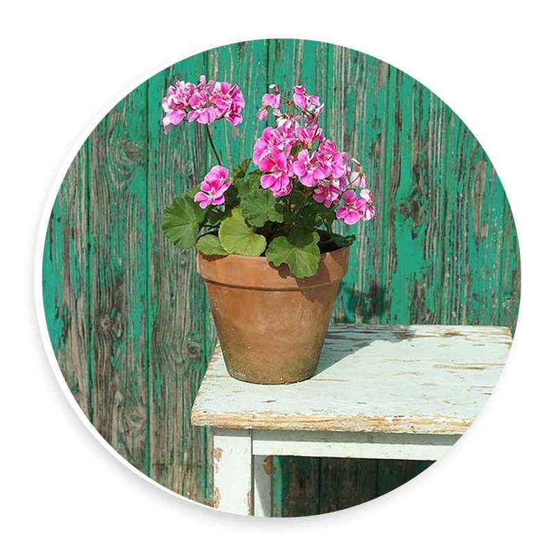 دیوارکوب طرح گل شمعدانی مدل wtb468