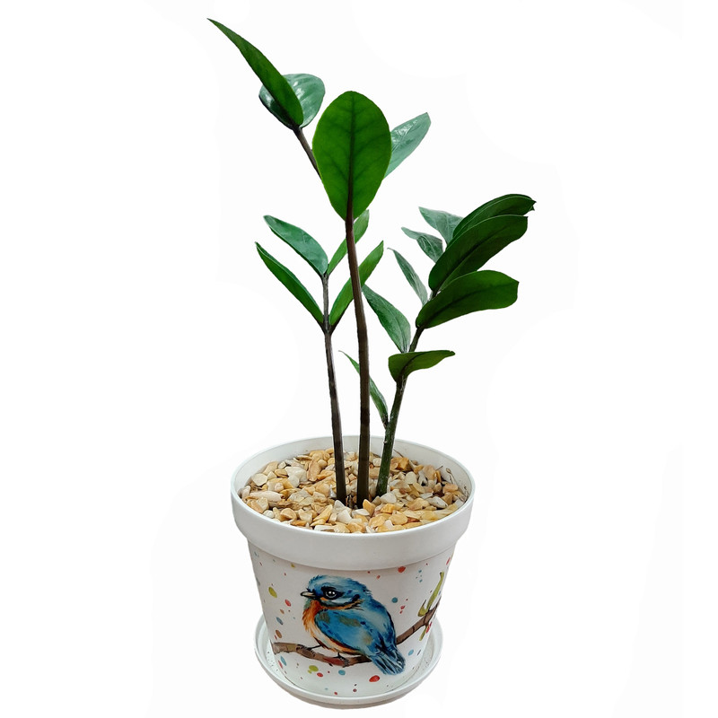 گیاه طبیعی زاموفیلیا کد 102