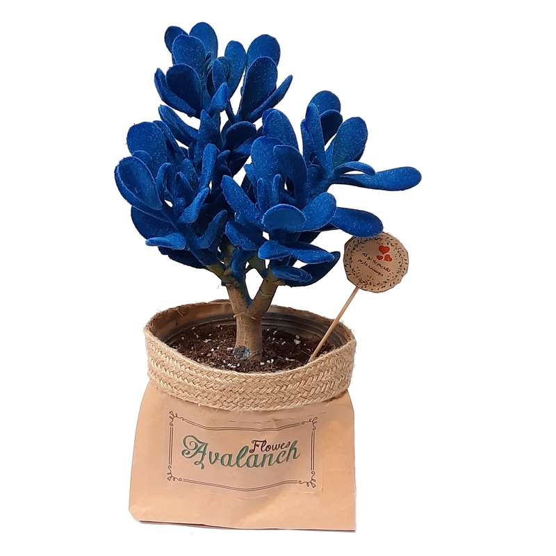 گیاه طبیعی کراسولا آبی کد P.A.022 گیاه طبیعی کراسولا آبی کد P.A.022