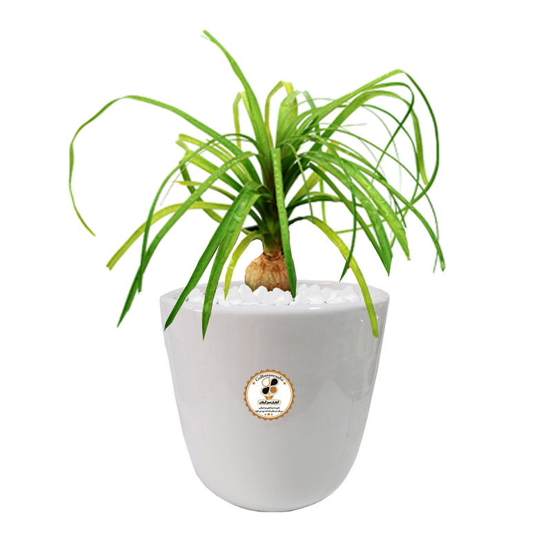 گیاه طبیعی لیندا شرکت گلباران سبز گیلان مدل GN13-31L