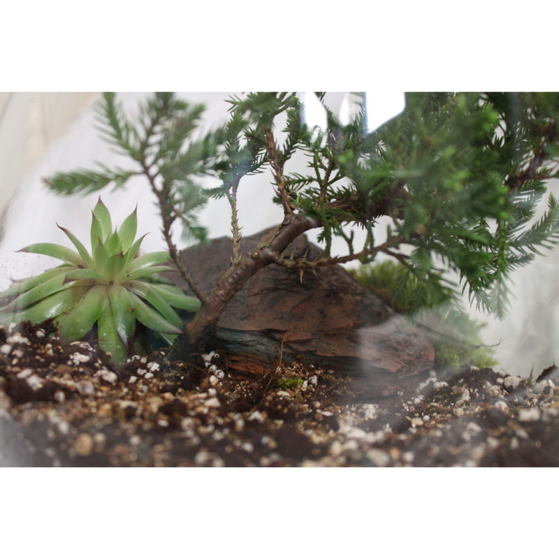 تراریوم گیاه طبیعی کد zhp-999 تراریوم گیاه طبیعی کد zhp-999