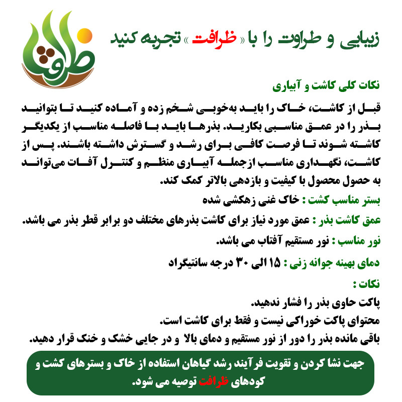 بذر لوبیا سبز ظرافت مدل BZ1839