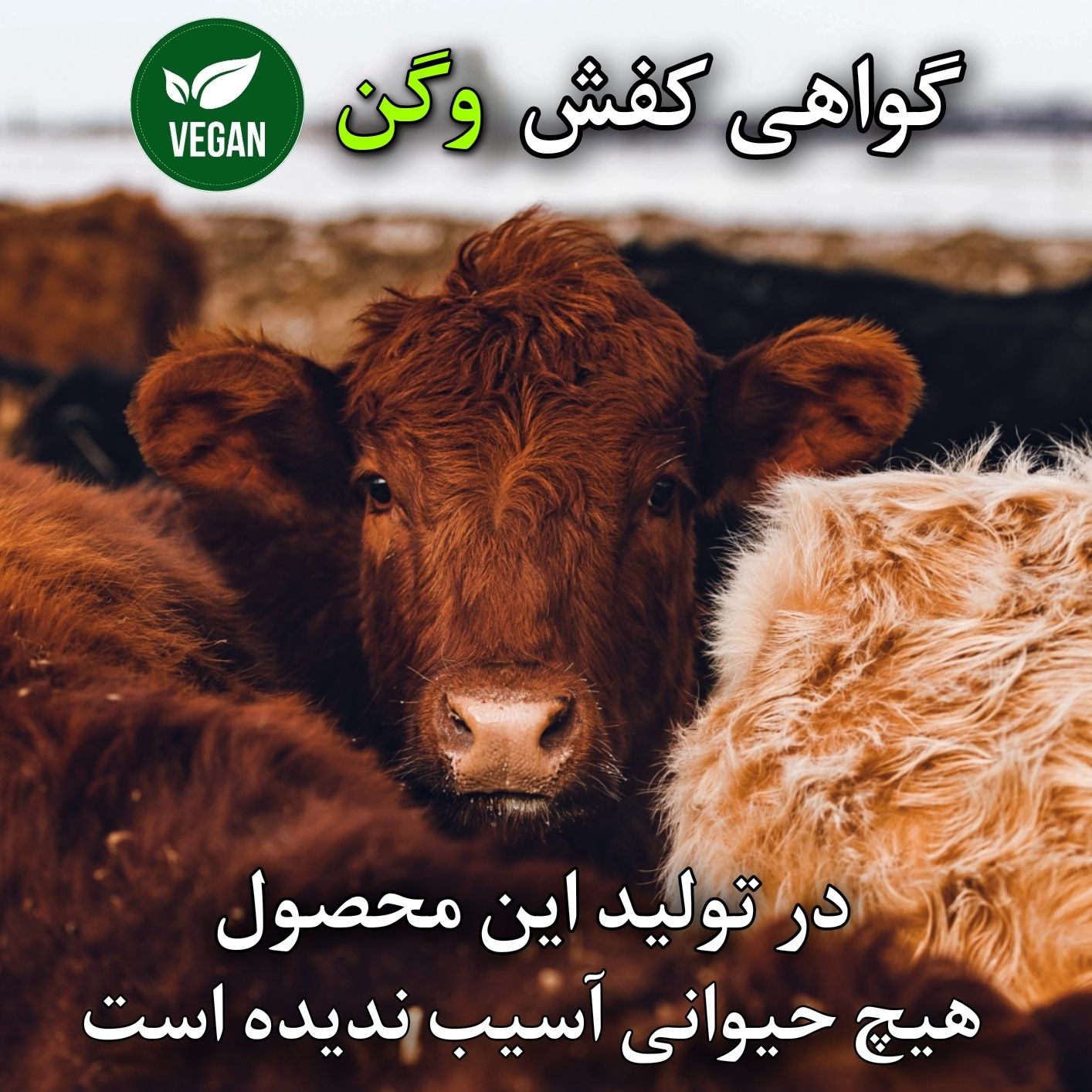 کفش زنانه مدل چیچک -  - 9